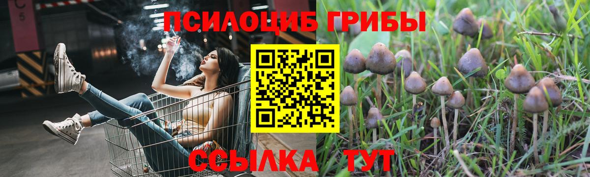 Псилоцибиновые грибы Cubensis  Вход с VPN  Амурск 